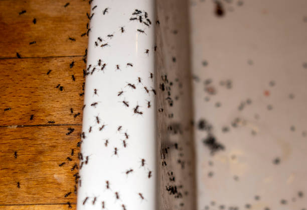 Best Wasp Removal Services  in Evans City, PA